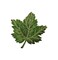 Green Maple Leaf, Tree Leaves, Nature, Embroidered, Iron on Patch